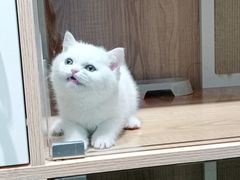 -老吴的猫·猫舍(新区店)