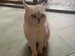 -喵屿·大理花园猫咖