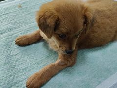 -嘉馨宠物医院·CT影像转诊·心脏科·犬猫全科诊疗中心(下沙大学城院区)