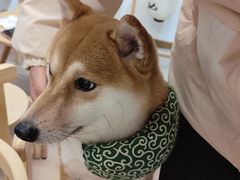 -柴迷FANS CLUB·柴犬狗咖·猫咖