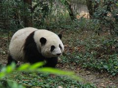 -卧龙中华大熊猫苑神树坪基地