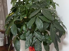 -澜珀养生馆·东北搓澡