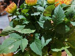-一朵菌·野生菌探索家火锅(南亚店)