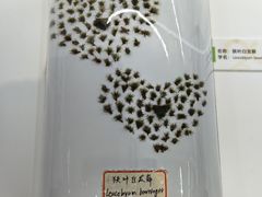 -浙江自然博物院(杭州馆)