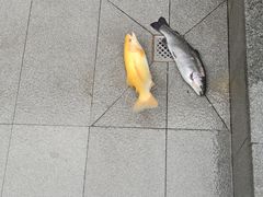 -京北渔家傲