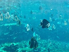 -瑞德姆美人鱼海底演艺主题餐厅(亚龙湾店)