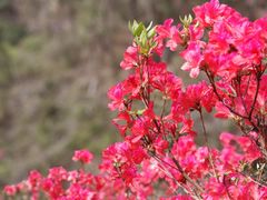 -木兰云雾山
