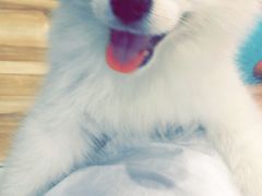 -翊宠yipet猫狗购宠庄园犬舍•猫舍