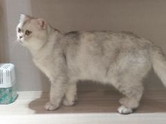 -飞行喵MR PILOT|猫舍·猫咖(静安大融城店)