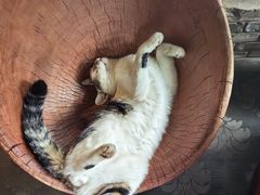 -慢丽江·云南野生菌土鸡锅(西山店)