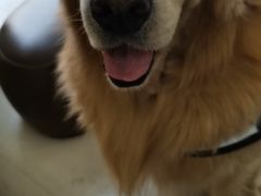 -美联众合动物医院·24h转诊中心