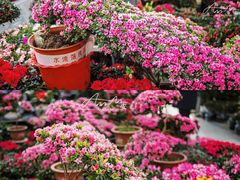 -李村大集