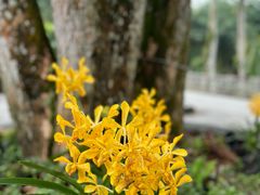-新加坡植物园