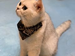-猫色咖啡·猫咖