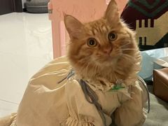-中农国际动物医院24小时·猫科·骨科·急重症中心