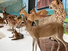 -陕西自然博物馆