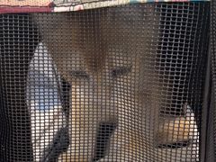 -瑞鹏宠物医院犬猫全科(真大分院)