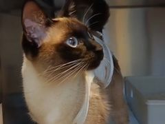 -纳吉亚猫专科动物医院博雅分院