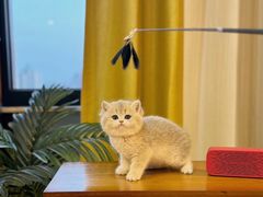 -猫十亿·布偶金渐层·曼基康矮脚猫舍(青年路店)