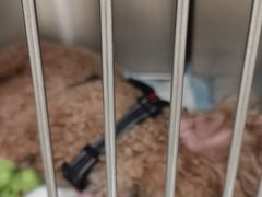 -艾吉宠物医院·疑难杂症转诊中心·猫友好(碧江路院)
