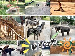 -深圳野生动物园
