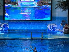 -海合安成都极地海洋公园