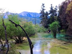 -黄龙山原始森林景区