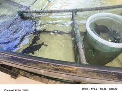 -楚鱼王·河鲜·湖北菜(华农店)