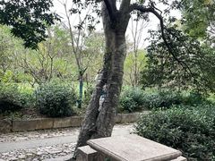 -雨花胜境