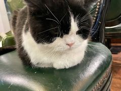 -猫小院猫主题餐厅(三里屯店)