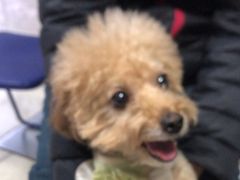 -瑞派福兴宠物医院犬猫全科·骨科·中西医结合(河东店)