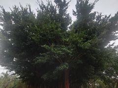 -万绿园