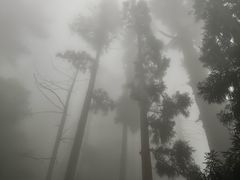 -天目山大树王景区