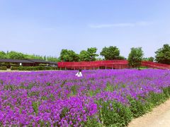 -杭州湾海上花田景区