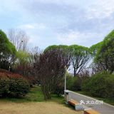 城市漫步 绿色之城，怪不得古人说春日踏青