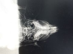 -瑞派·关忠动物医院·异宠专科·犬猫肿瘤·皮肤专科(望京店)