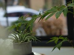 -隹木咖啡馆(宝龙广场店)