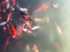 -大湾区中央湿地公园