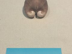 展品-国家自然博物馆