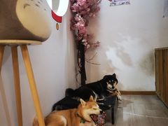 -柴迷FANS CLUB·柴犬狗咖·猫咖