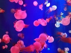 -成都浩海立方海洋公园