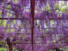 -嘉定紫藤园
