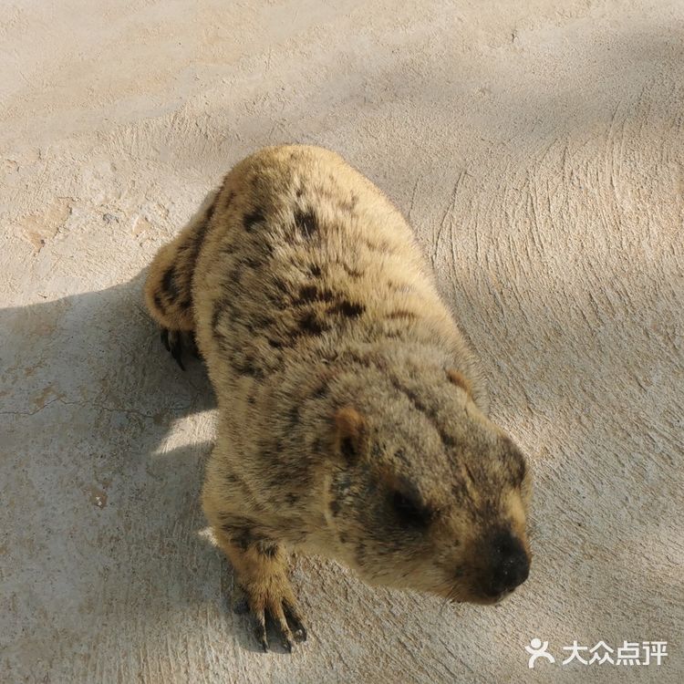 诸城动物园#