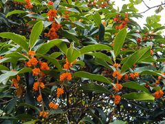 -上海佘山国家森林公园天马山园