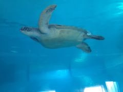 潜水馆-秦皇岛乐岛海洋王国