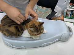 -pd派德宠物中心医院24H急重症·眼科中心·血液透析中心(嵩山北路店)