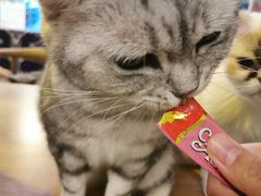 -平行世界·猫咖(首经贸店)