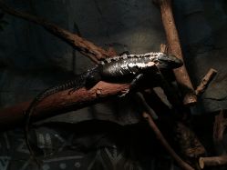 点击看大图 -Zoolung Zoolung动物主题公园(海信广场店)