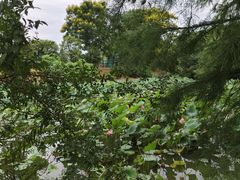 -月湖风景区