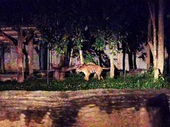 -清迈夜间动物园